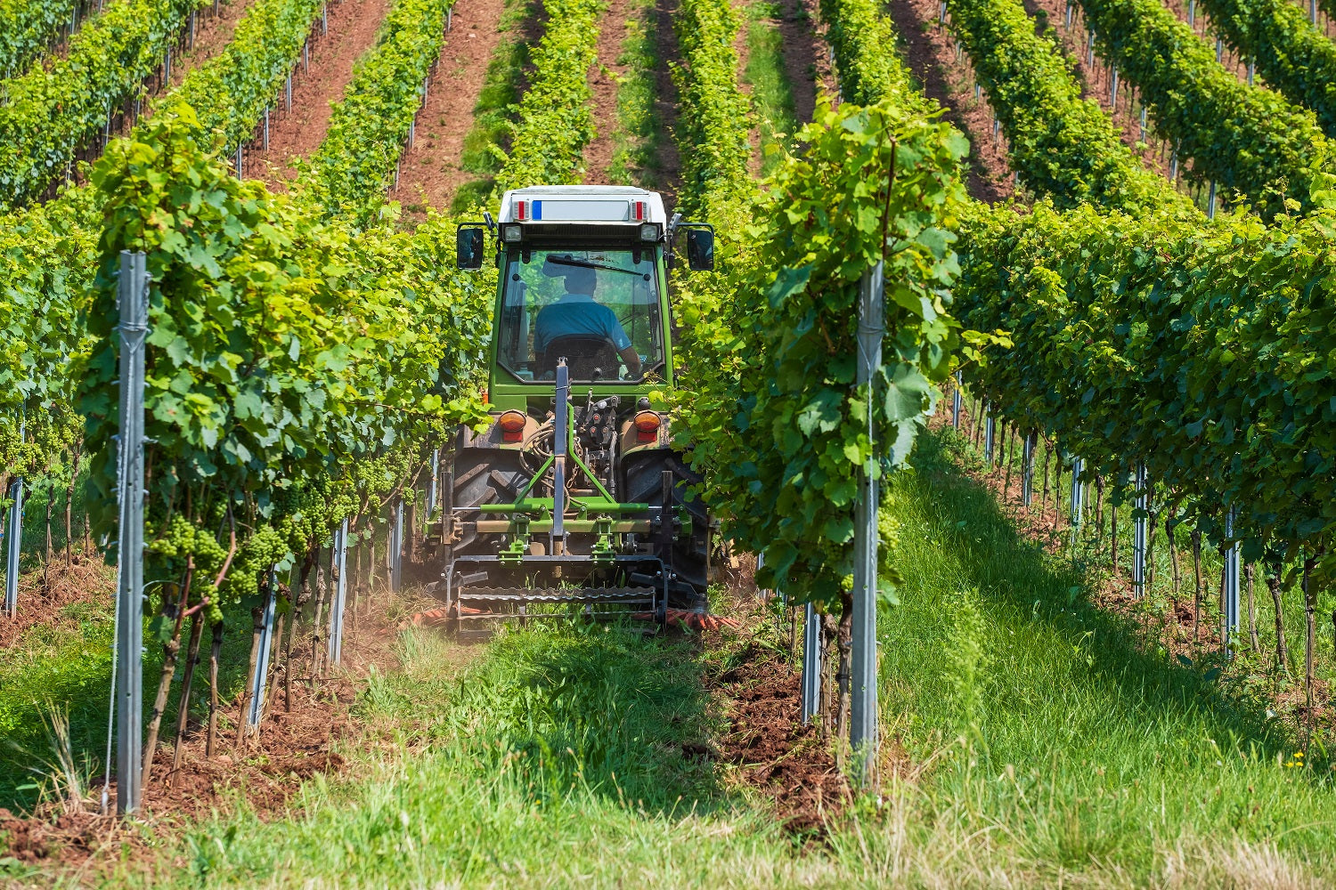 A Day in the Life of a Beaujolais Wine Maker in June