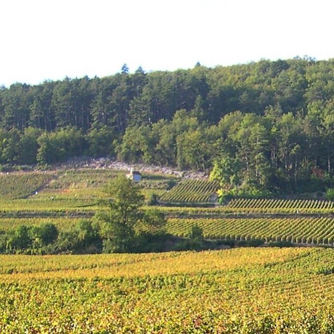 Burgundy Cote Chalonnaise - France (White Wine) - Christopher Piper Wines Ltd