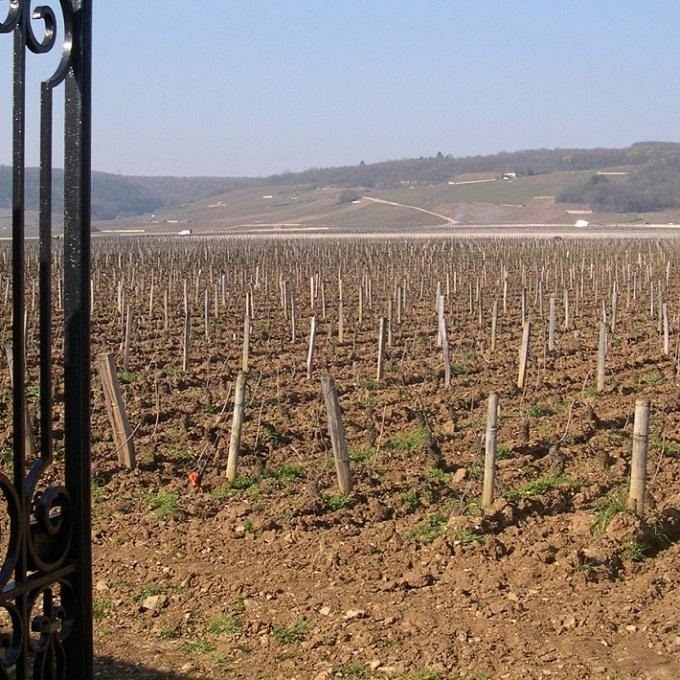 Burgundy Maconnais - France (White Wine) - Christopher Piper Wines Ltd