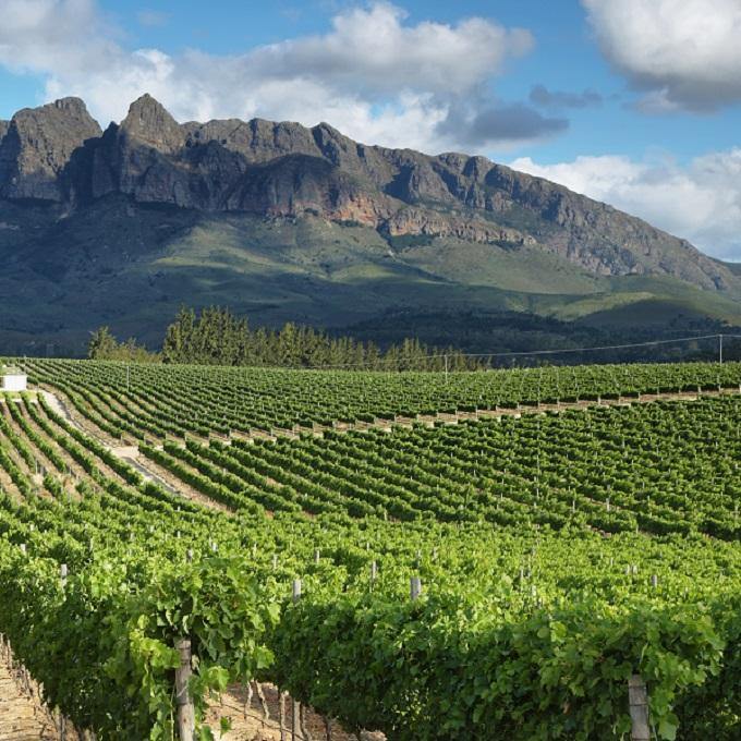 Darling & Coastal Regions - South Africa (White Wine) - Christopher Piper Wines Ltd