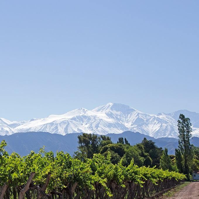 Chile - (White Wine) - Christopher Piper Wines Ltd