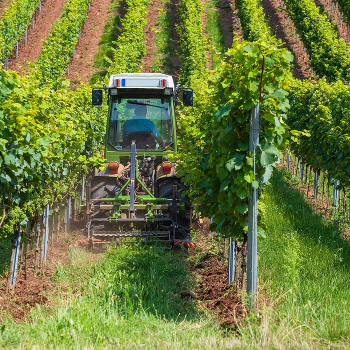 A Day in the Life of a Beaujolais Wine Maker in June