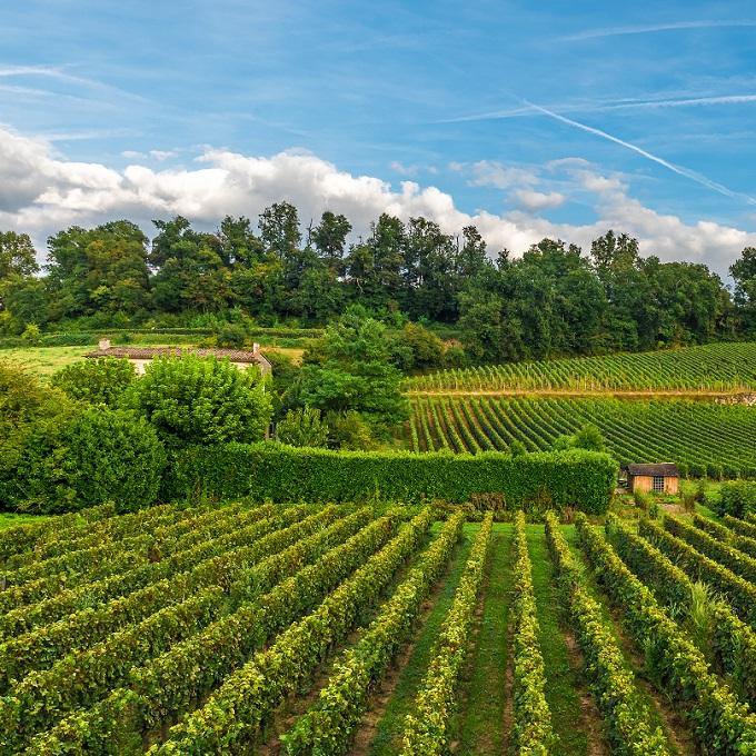Magnum Wines - Christopher Piper Wines Ltd
