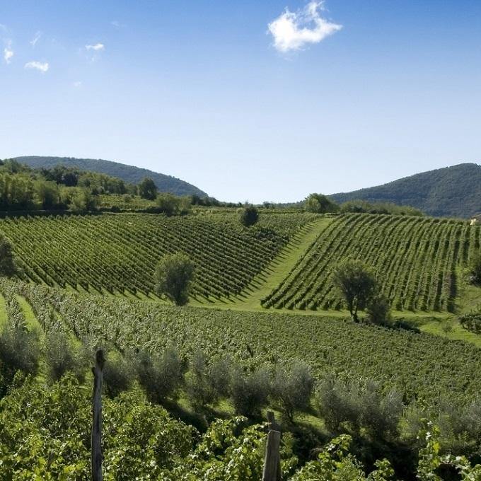 Sicily - Italy (White Wine) - Christopher Piper Wines Ltd