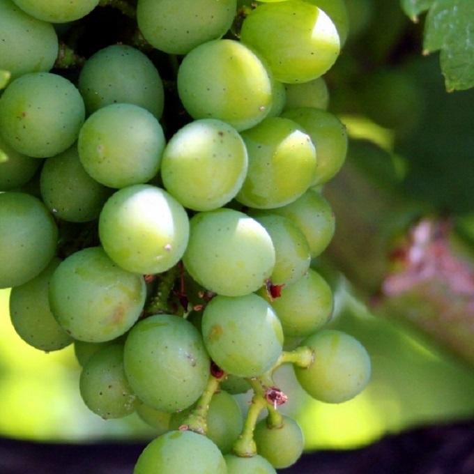 Loire Valley Nivernais & Berry - France (White Wine) - Christopher Piper Wines Ltd
