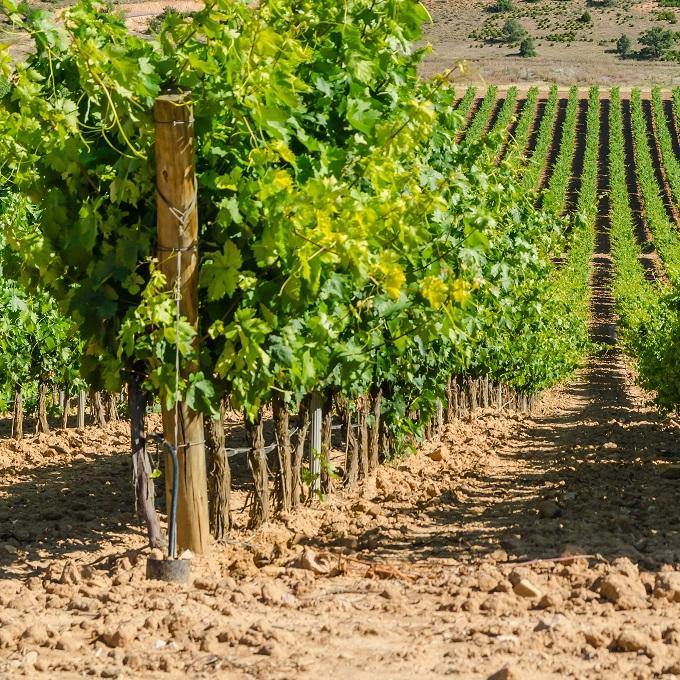 Ribera del Duero - Spain (Red Wine) - Christopher Piper Wines Ltd