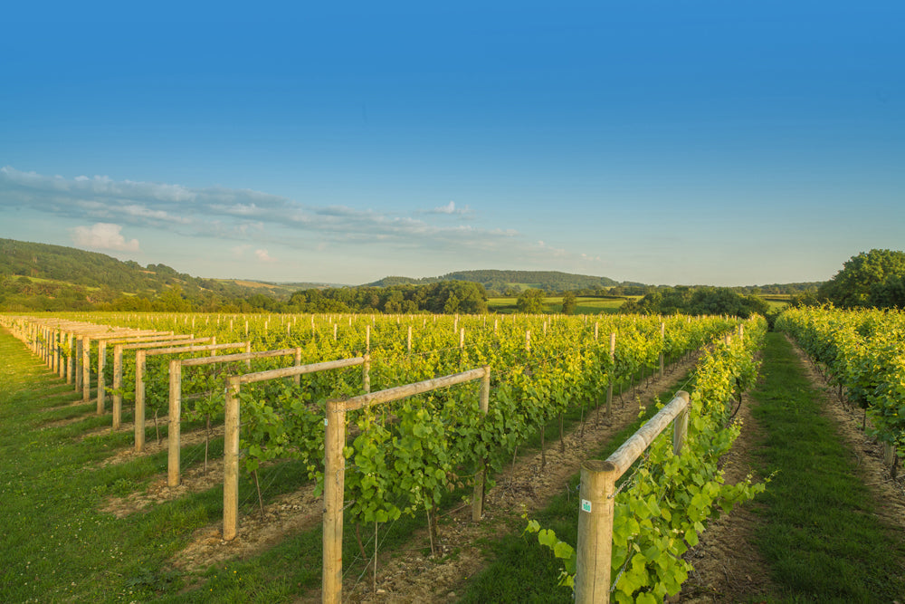 English Red Wines