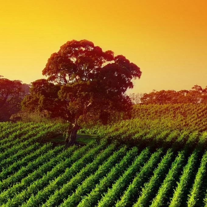 New South Wales - Australia (White Wine) - Christopher Piper Wines Ltd