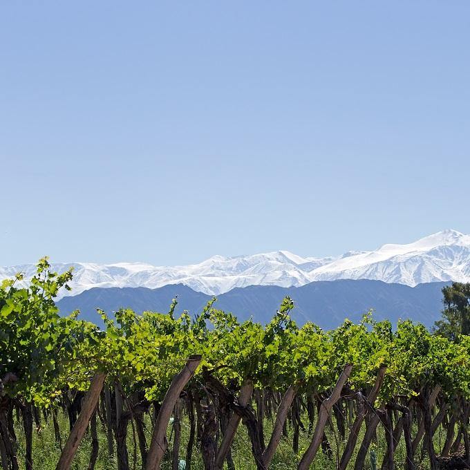 South America - (White Wine) - Christopher Piper Wines Ltd