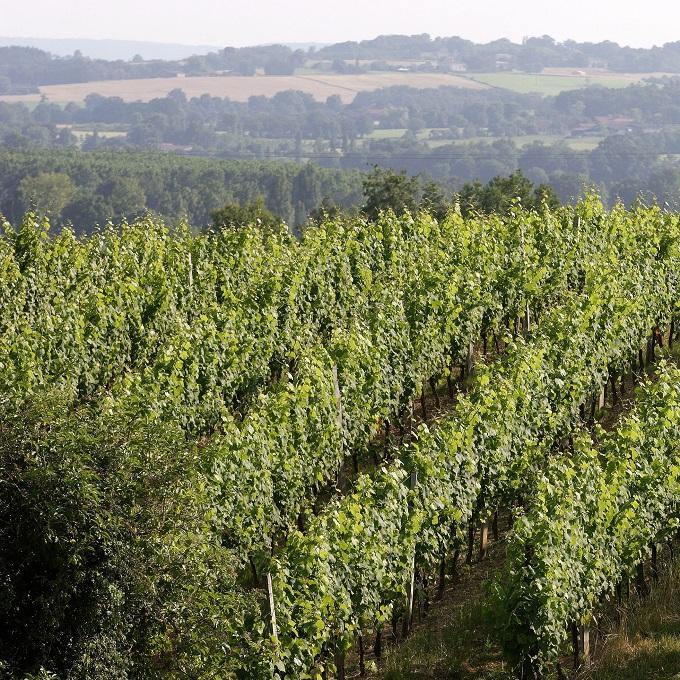 South-West - France (Red Wine) - Christopher Piper Wines Ltd