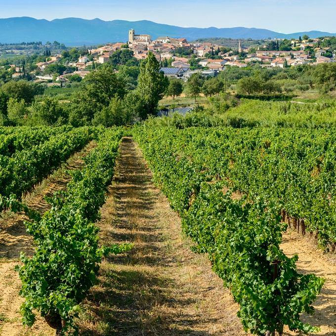 Languedoc & Roussillon - France (Red Wine) - Christopher Piper Wines Ltd