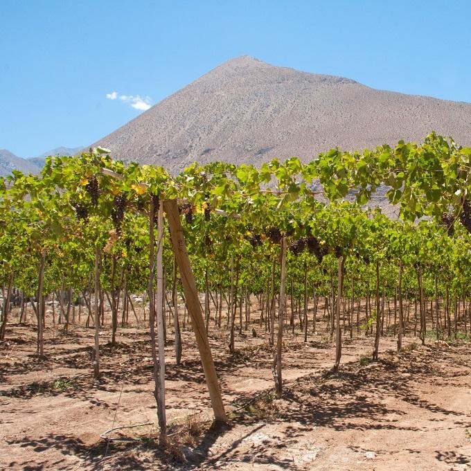 Chile - South America (Red Wine) - Christopher Piper Wines Ltd