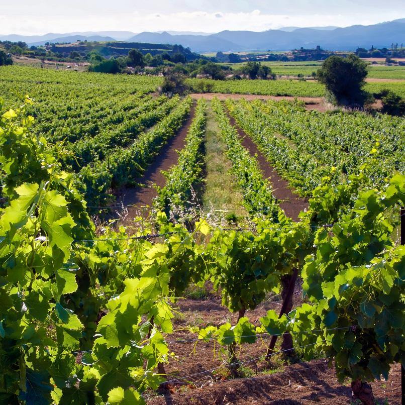 Organic Wines - Christopher Piper Wines Ltd
