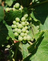 Penedes - Spain (White Wine)