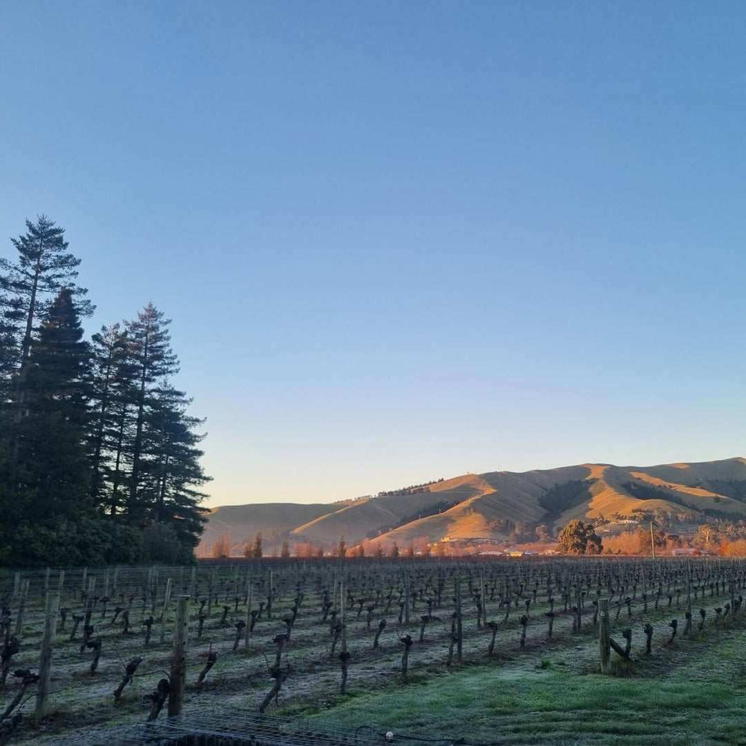 Lawson's Dry Hills Gewurztraminer 2024